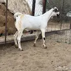 تيس بيشي (( تم البيع ))