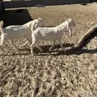 تيس صخله هولندي