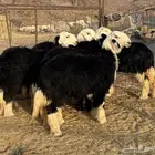 ررخال نجدد جذعات صنف