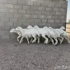 ارخال حريات صنف