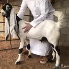 تيس فحل العمر 4 شهور