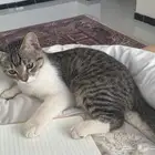قط ذكر للتبني