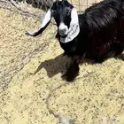 جفره طيبة
