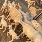 غنم حريات متابيع