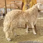 فحل حري مشروط وسنه توه مطيح الثني