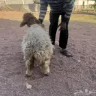 للبيع نعجة عمره حول سنه او سنه وزود صغيرة الحجم جدا حد 1000