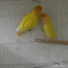 روز اورنج اوبلاين