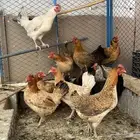 دجاج بلدي بياض