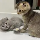 قطط (كيتن) سكوتش فولد العمر شهرين واسبوع