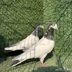 اناثي تيديات