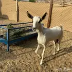 عنز البيع