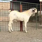 تيس فحل بيشي