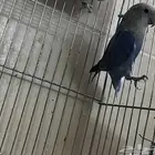ذكر روز