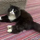 قط للتبني