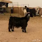 للبيع عنز حليب وافر