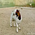 تيس بورقيت ثني بيور 100
