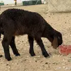طلي صنف
