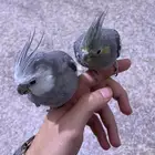 جوز كروان اليف