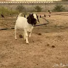 تيس بورقوت