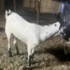 للبيع