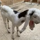 تيوس هولندي العمر من شهر الى شهرين عدد 2