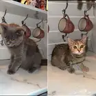 قطط هجين سكوتش ستريت مع شيرازي