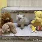 قطط للبيع