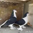ازواج حمام شيرازي