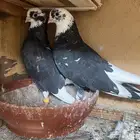 جوز قنادي قلابي