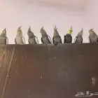 ببغاء كروان اليف