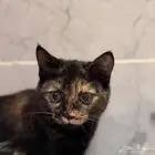 قطة انثى للتبني لونها جميل ولعوبه جدا  ..مع اغراضها