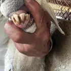 حريه معها رخل