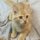 قطط شيرازي للتبني