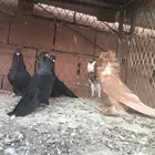 حمام صربي وفرايد زينه