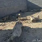 حطب   جذم سمر وطلح