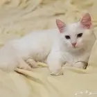 قطة للبيع شيرازى بيور