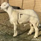 مشاريع فحول صنف