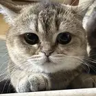 قطه سكوتش للبيع