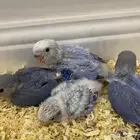 للبيع 4 فروخ روز فواتح