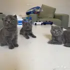 كيتن سكوتش فولد وستريت