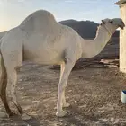 بعير عقابي كفو