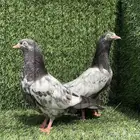 طبة تيدي بيور Top (( تممم البيع ))