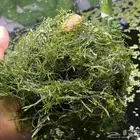 جافا موس نبات حوض سمك. Java moss