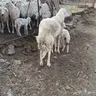 خروف فحل مشروط