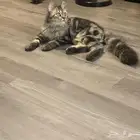 قط للتبني ذكر