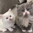قطط