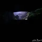 شقة عزاب