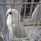 ببغاء أنثى أليف هدد