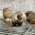 للبيع 11 زوج زيبرا فرصة لكل مربي