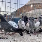 طبات عيال اساسات